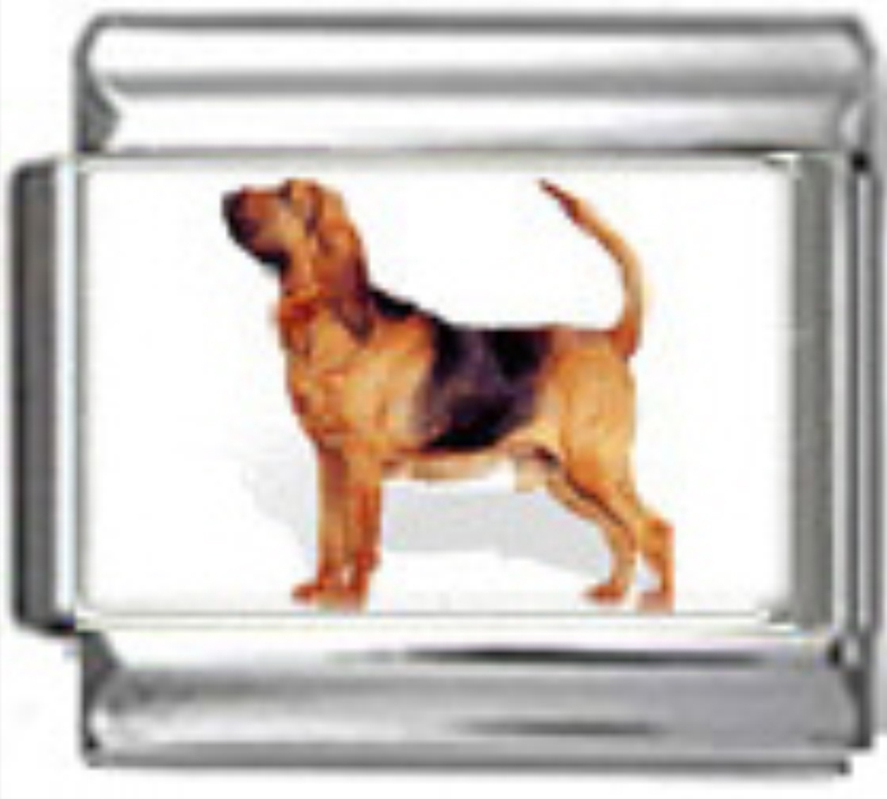 DG079-Bloodhound-Dog-2
