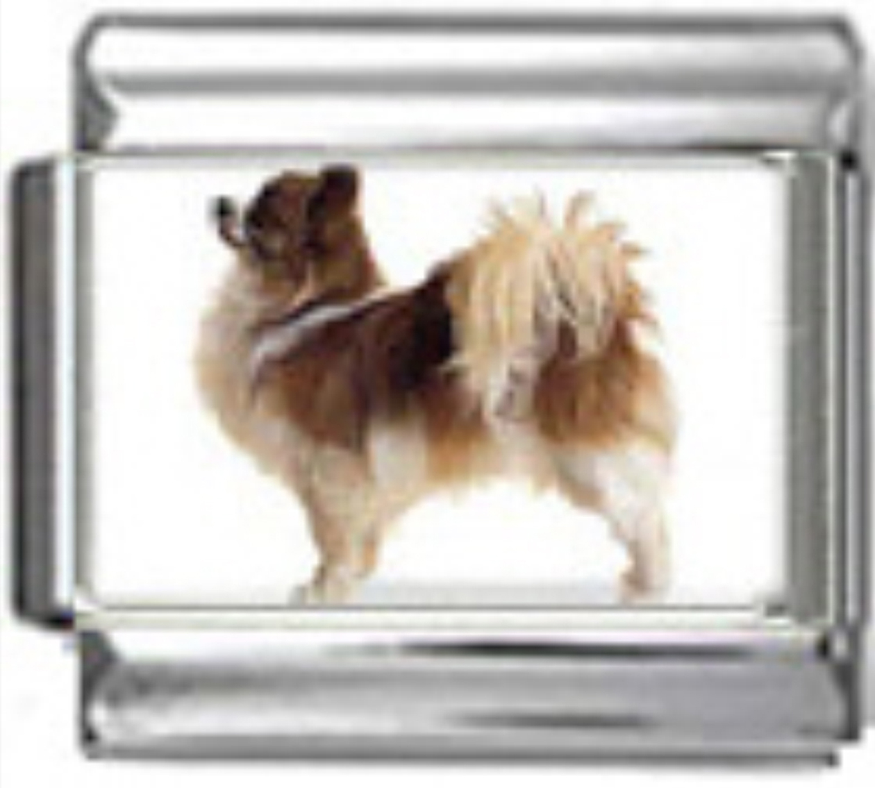 DG145-Chihuahua-Dog-4