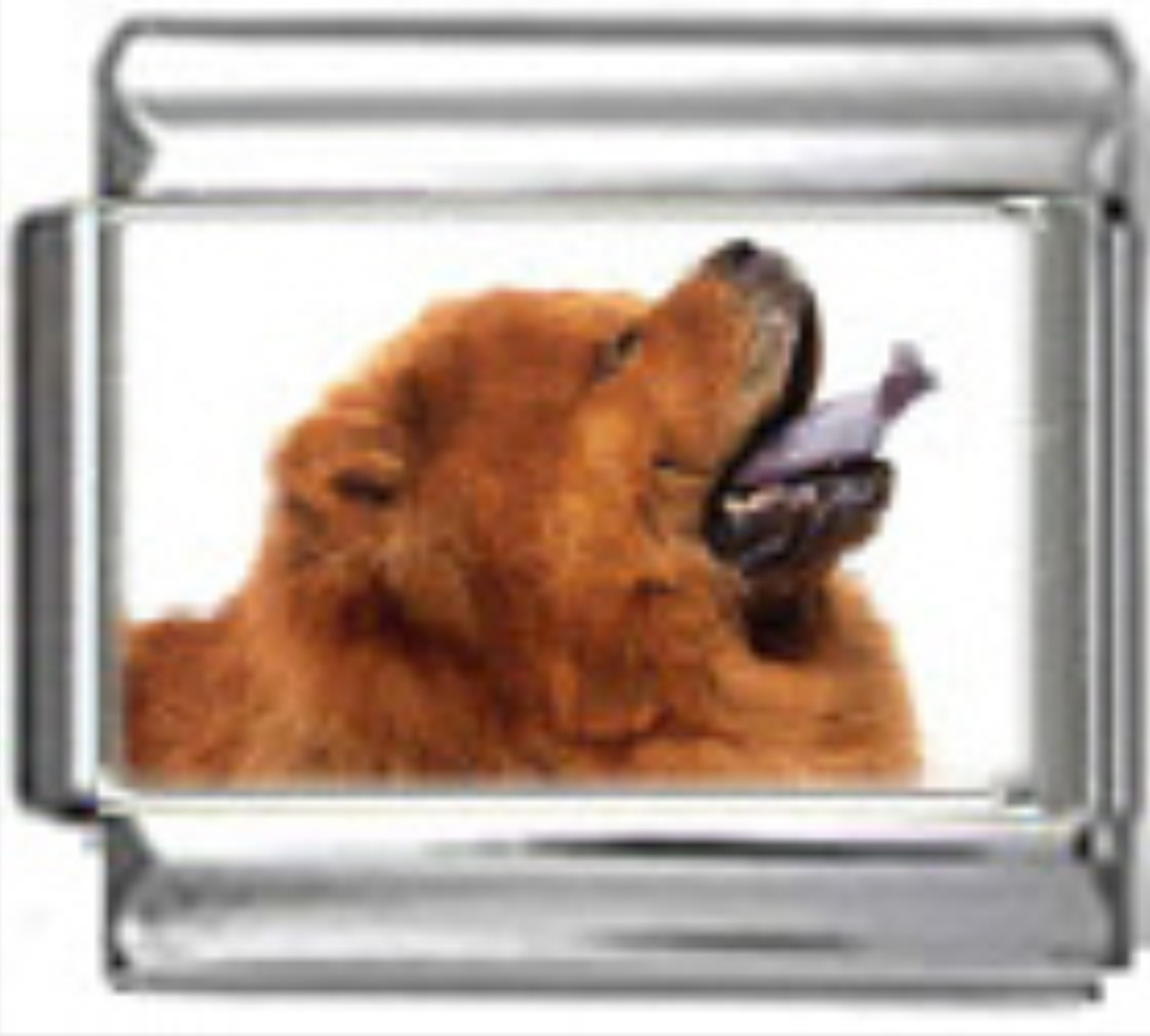 DG153-Chow-Chow-Dog-3