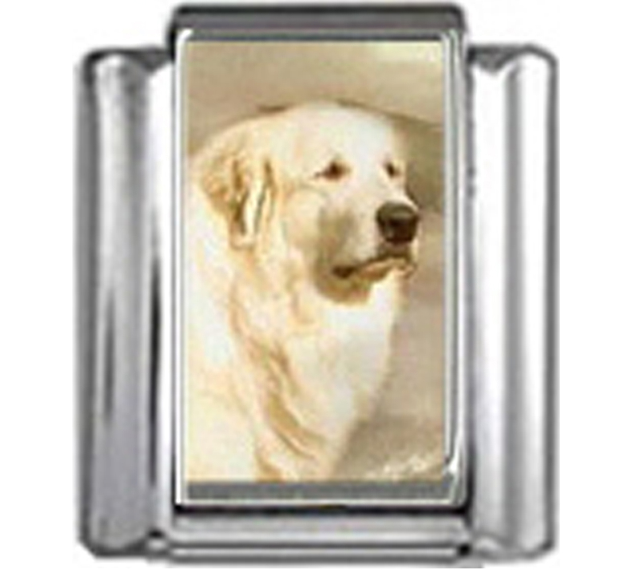 DG231-Great-Pyrenees-Dog-4