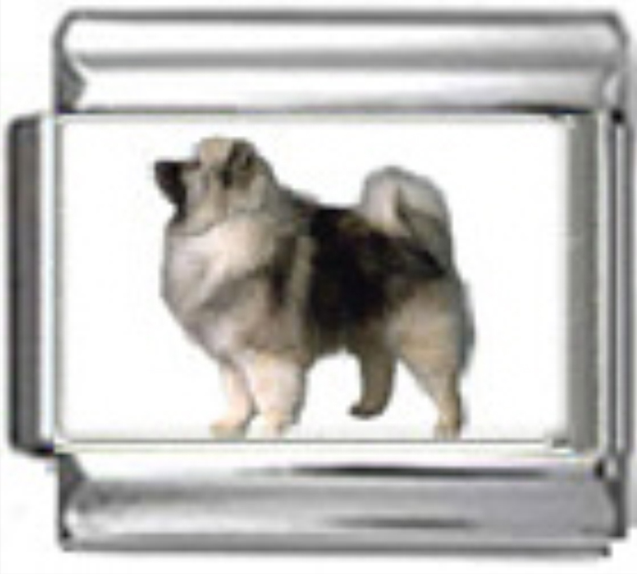 DG258-Keeshond-Dog-1