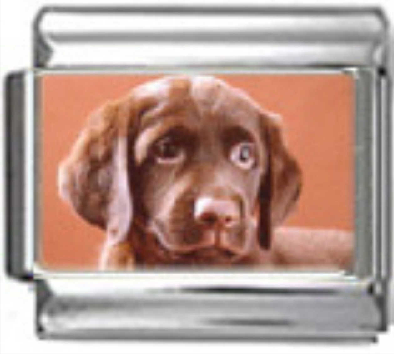DG262-Labrador-Retriever-Dog-1
