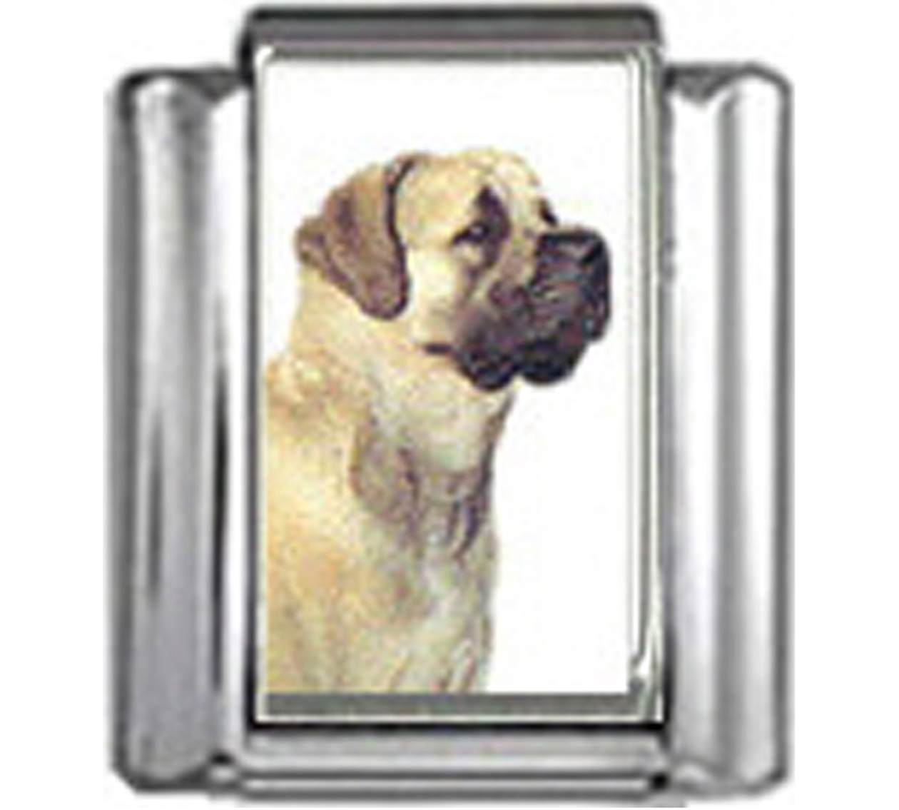 DG279-Mastiff-Dog-4