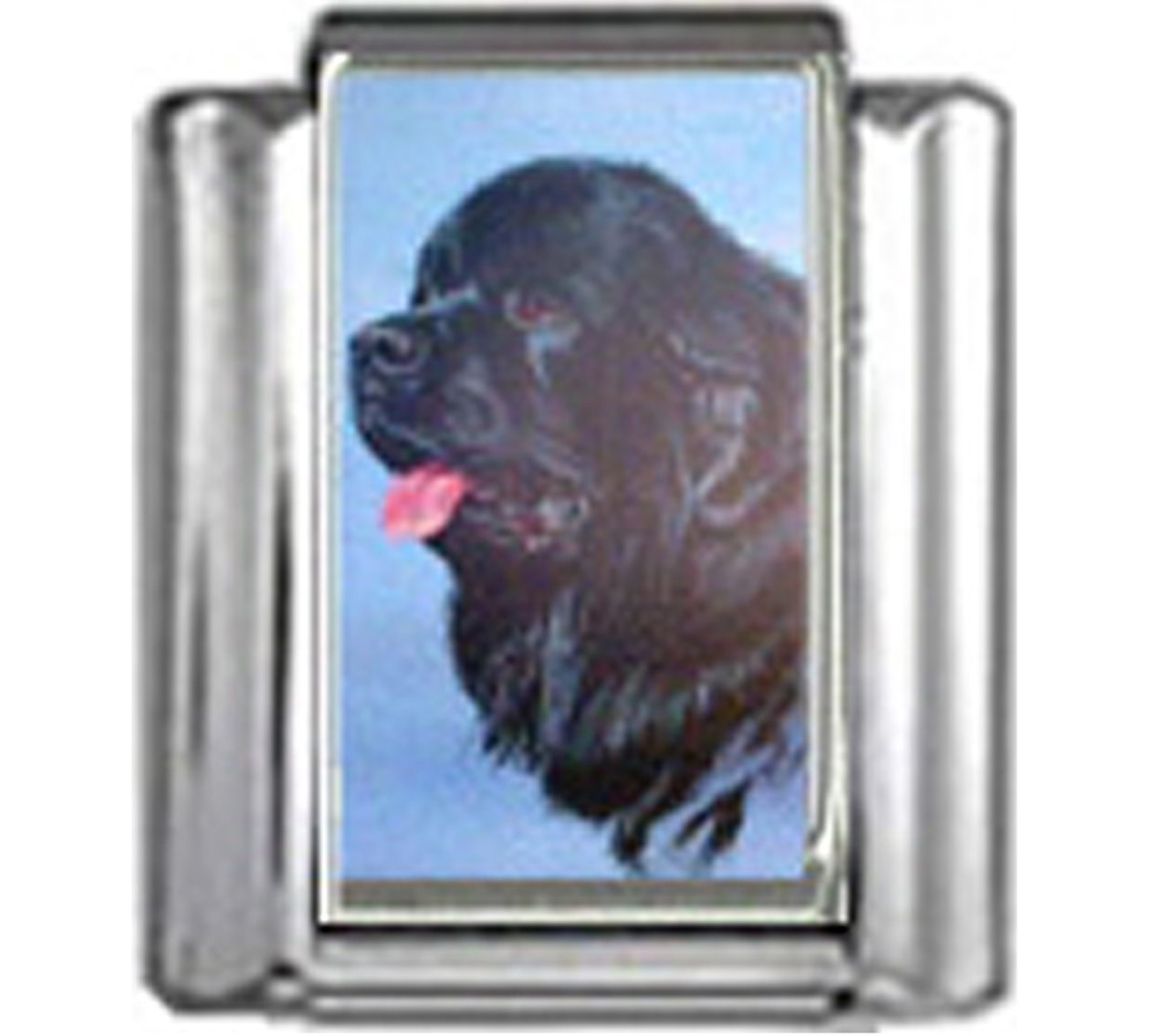 DG288-Newfoundland-Dog-4