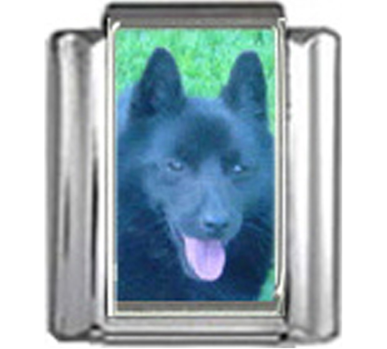 DG342-Schipperke-Dog-3