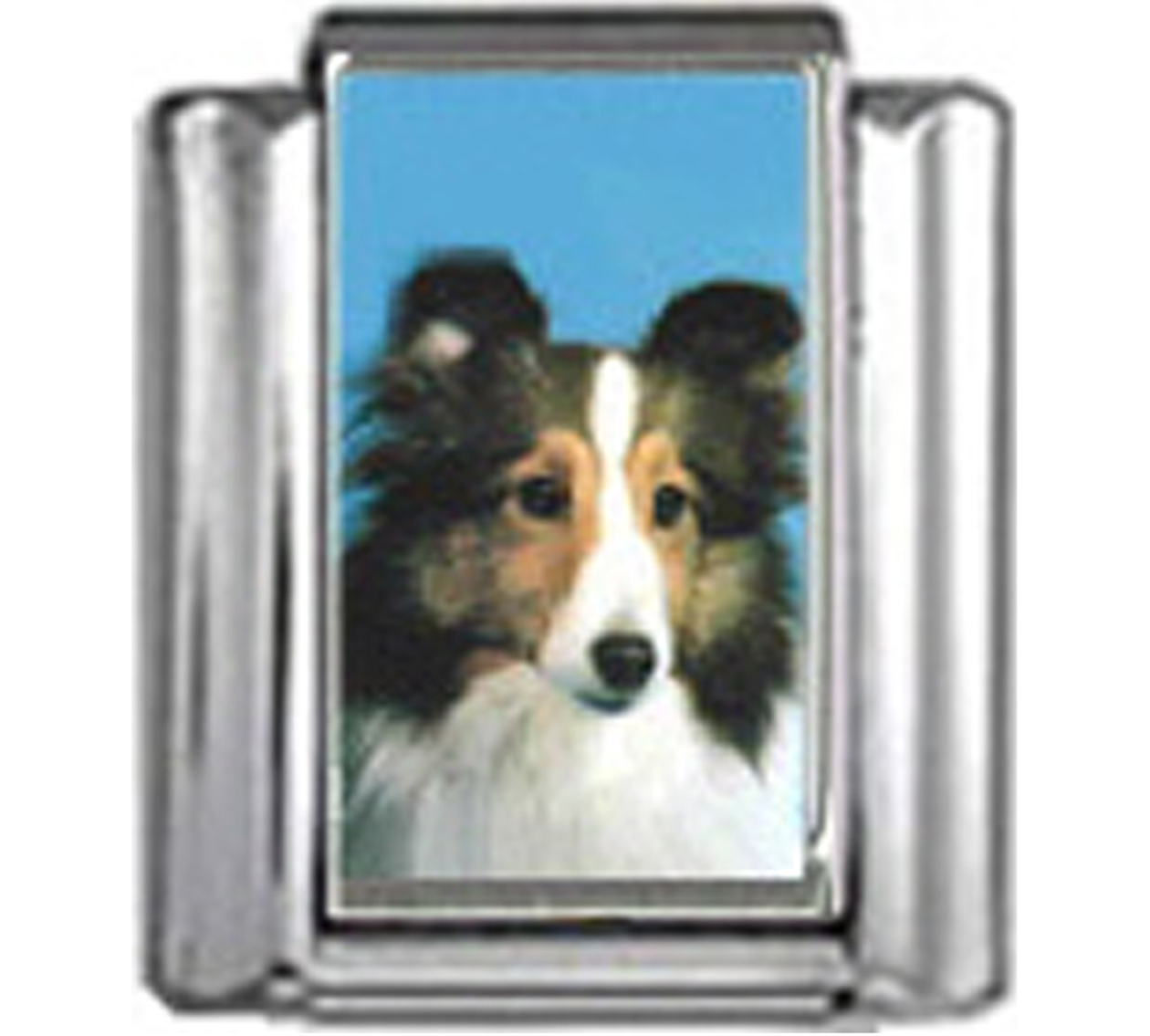 DG366-Shetland-Sheepdog-Dog-5