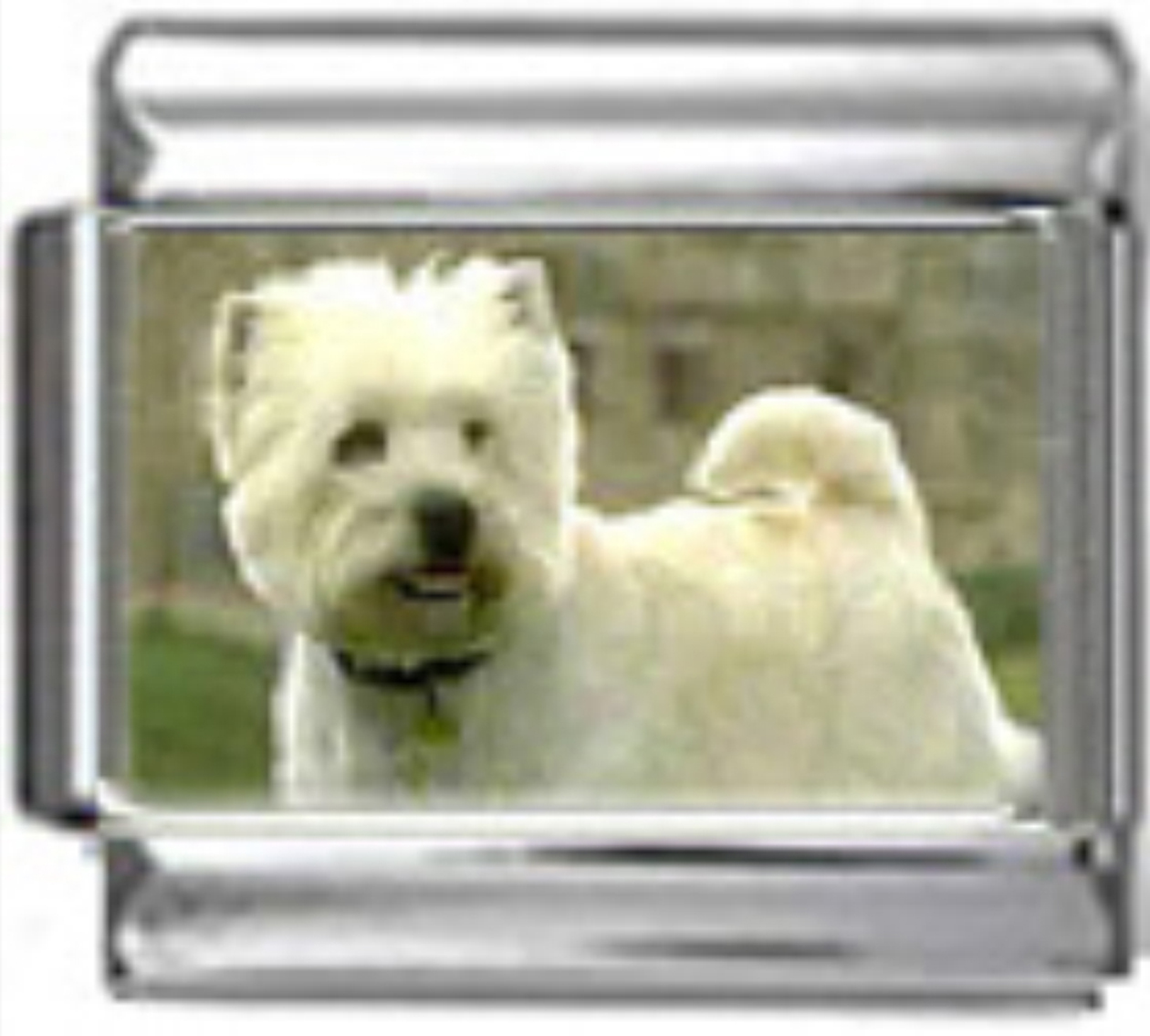 DG392-West-Highland-White-Terrier-Dog-1