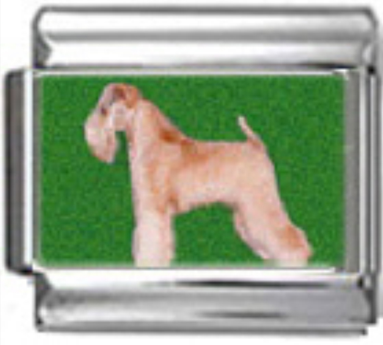 DG397-Wheaten-Terrier-Dog-1