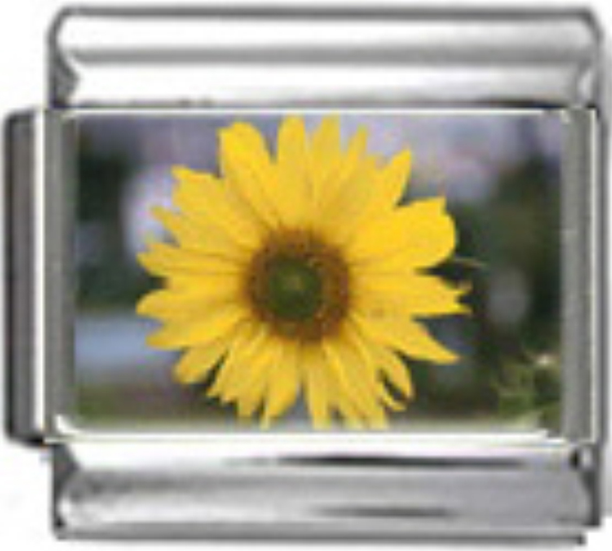 GA010-Sunflower-Photo