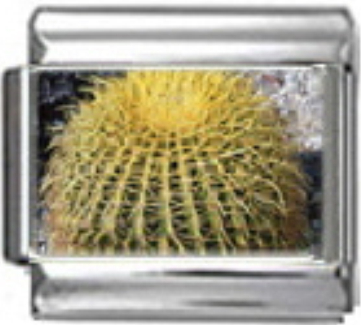 GA014-Cactus-Photo
