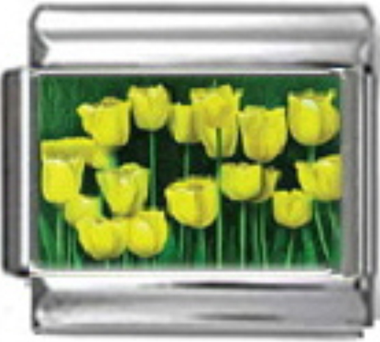 GA015-Field-of-Tulips-Photo