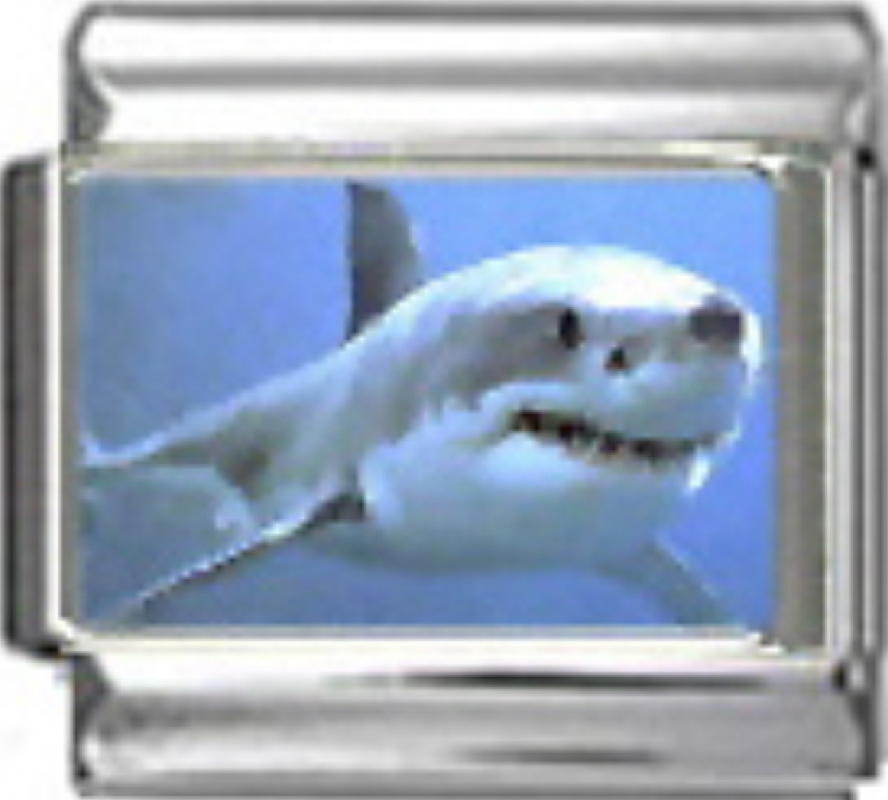 OC014-White-Pointer-Shark