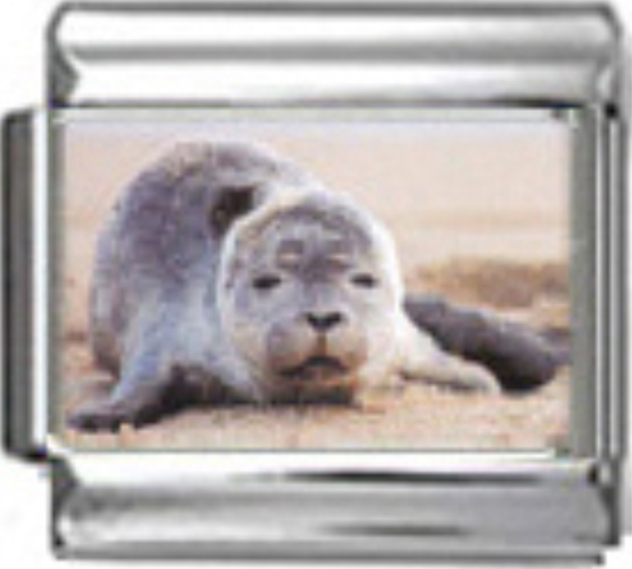 OC022-Baby-Seal