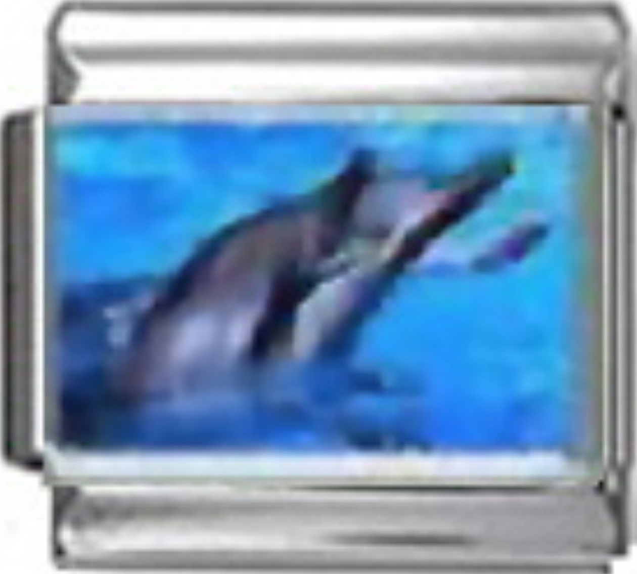 OC053-Dolphins-Talking