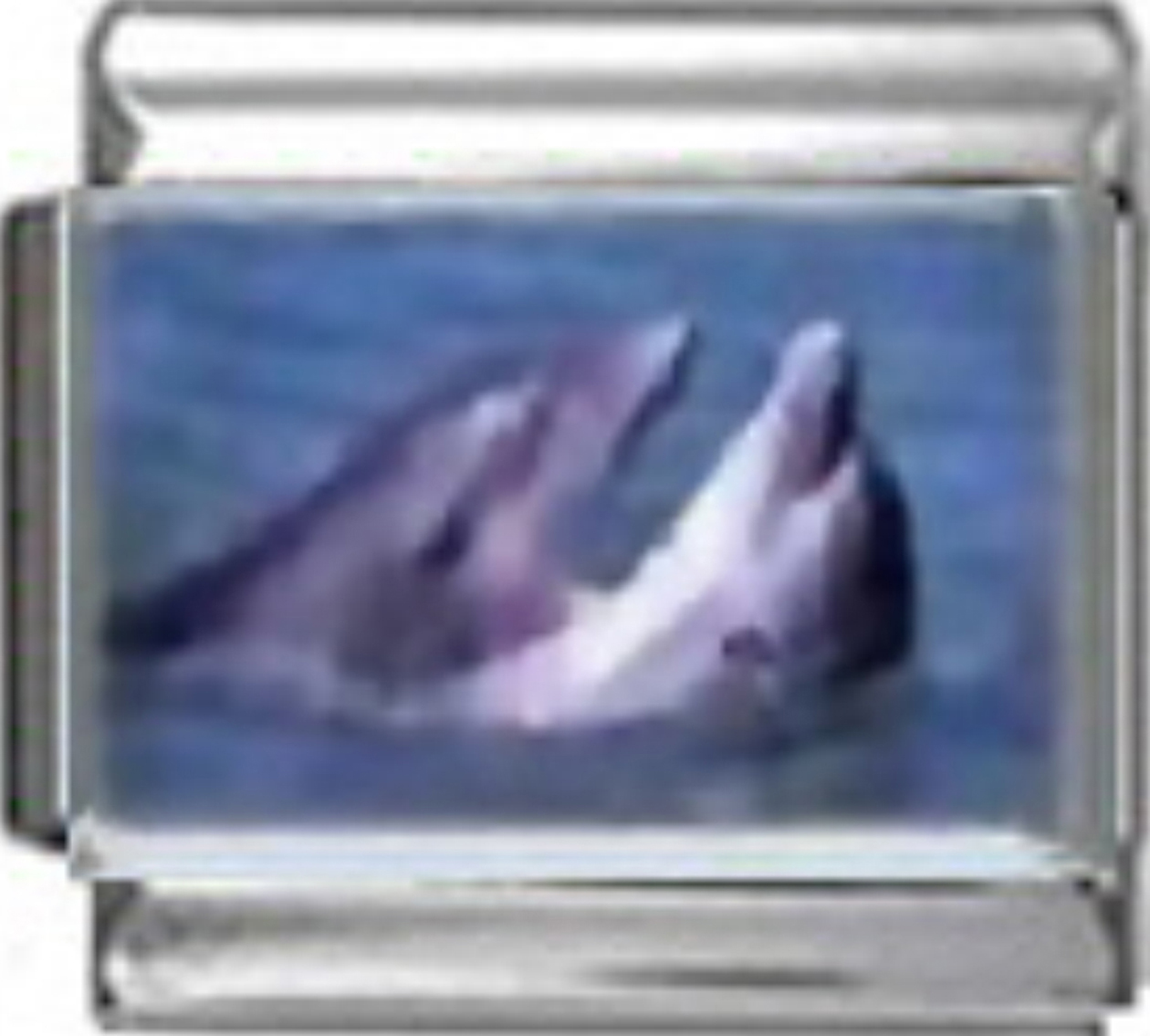 OC058-Dolphins-Photo