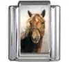 /HO016-American-Quarter-Horse
