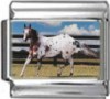 /HO017-Appaloosa-Stallion