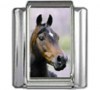 /HO021-Morgan-Stallion-Horse