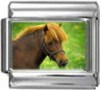 /HO027-Shetland-Pony-Horse