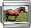 /HO042-Hanoverian-Foal-Horse