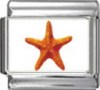 OC140-Starfish-Photo